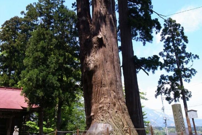 天神社の大杉